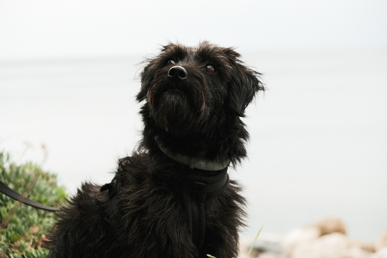 Lana staring at some birds at Cinque Terre.