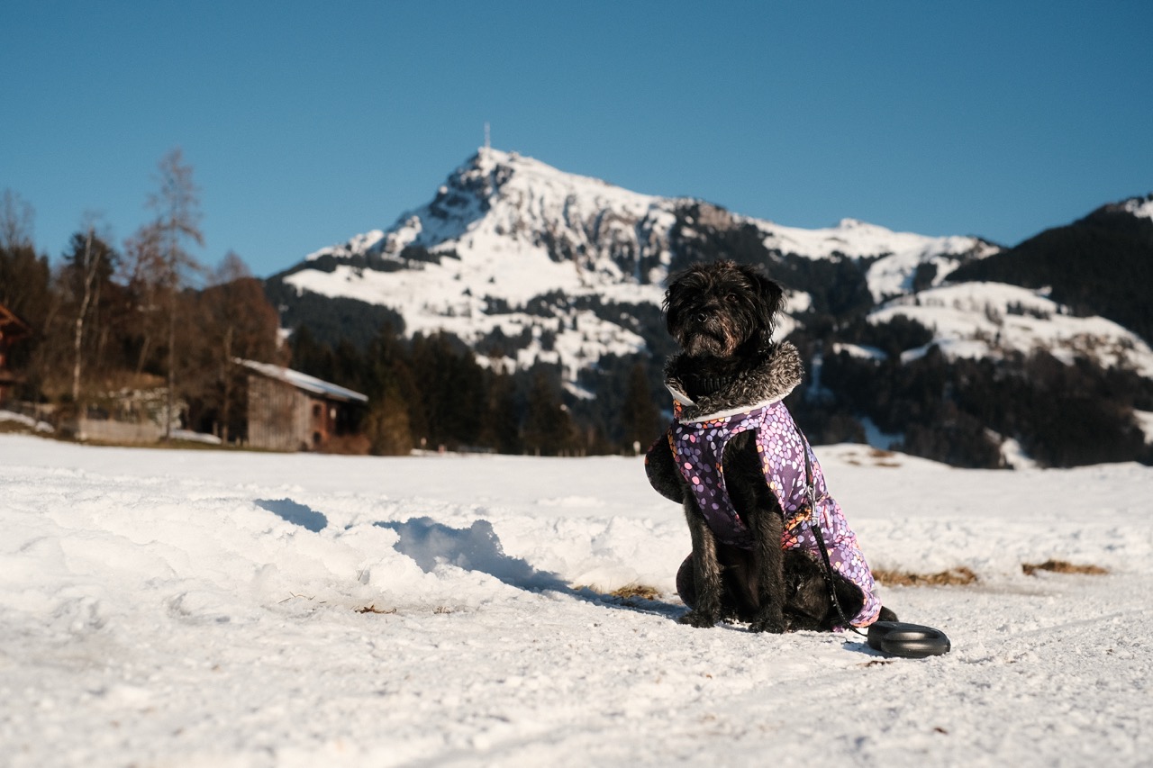 Lana in the snow in Kitzbühl just after New Years in 2025.