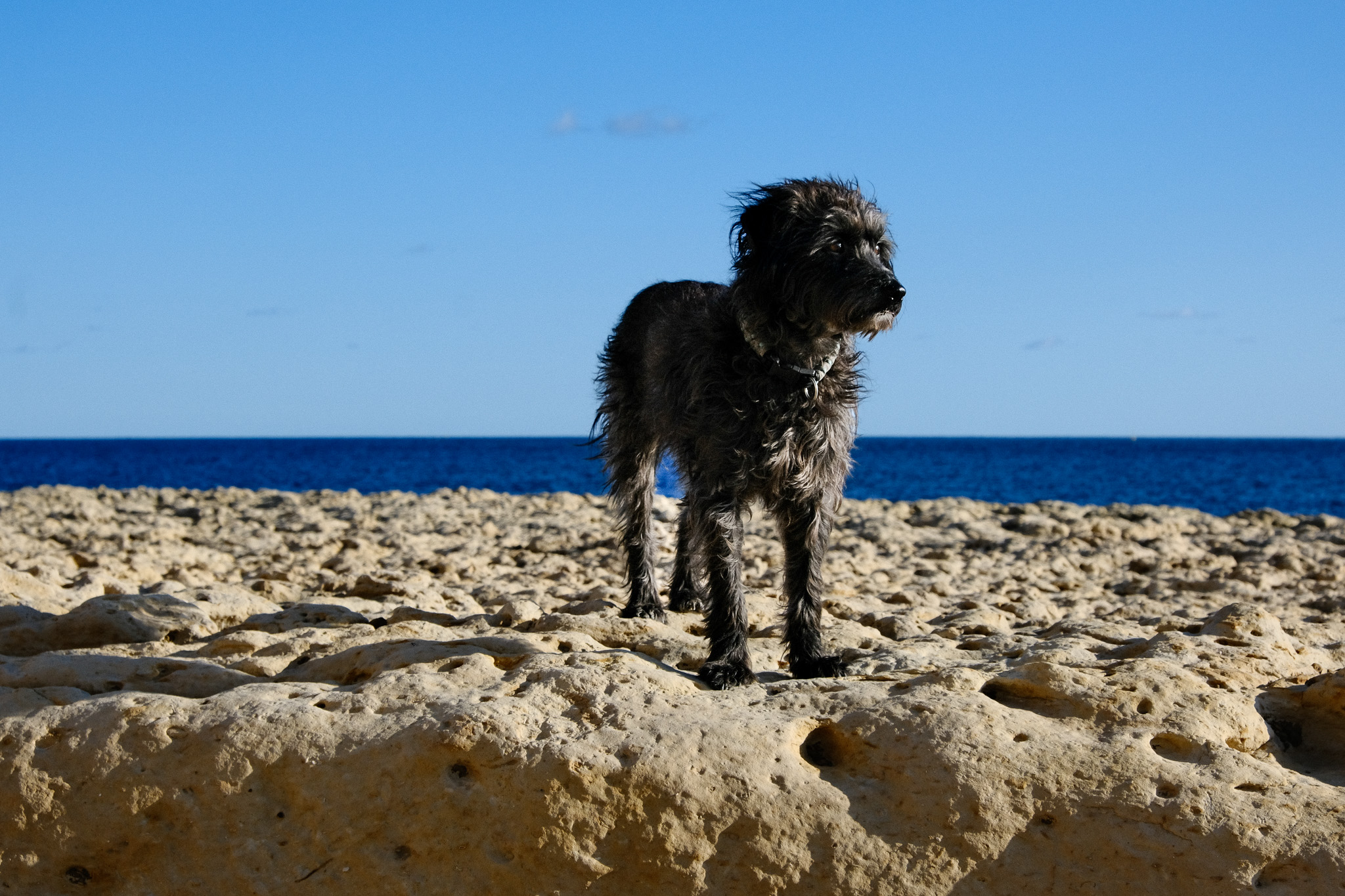 Lana, my mixed breed ca. 8 kg black haired dog, standing heroically on a beach on Malta.